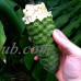 Split Leaf Philodendron 6" Hanging Basket - Monstera-Edible Fruit Like Pineapple   